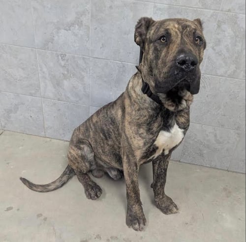 KRATOS - Fila Brasileiro / Presa Canario available for adoption