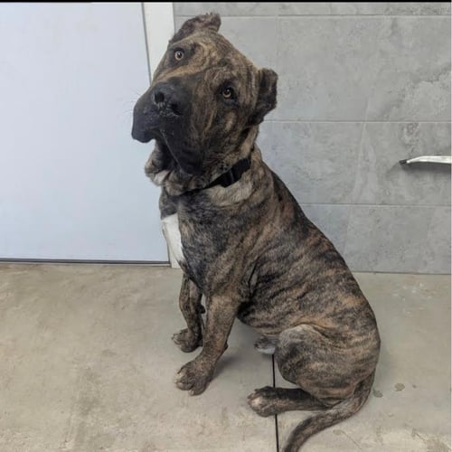 KRATOS - Fila Brasileiro / Presa Canario available for adoption