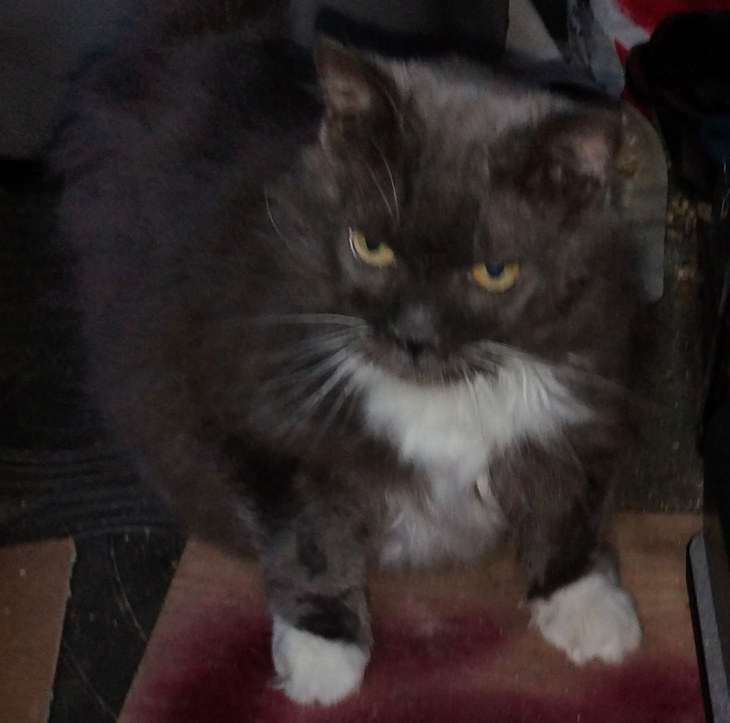 SCARRY - Domestic Long Hair available for adoption