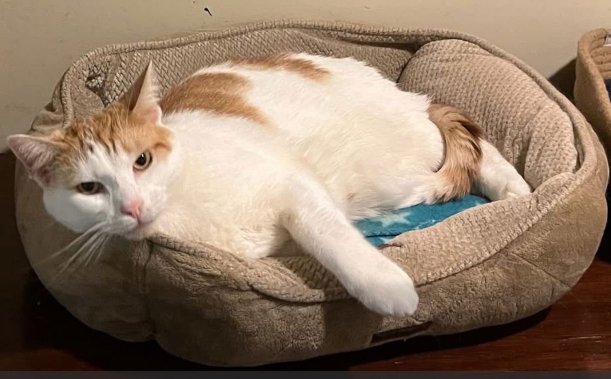 POPCORN - Domestic Short Hair available for adoption