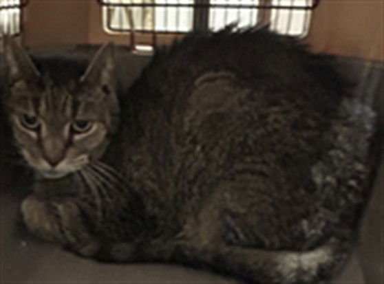 SMOKEY - Domestic Short Hair available for adoption