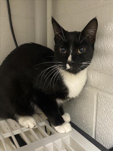 SCOTTIE - Domestic Short Hair available for adoption