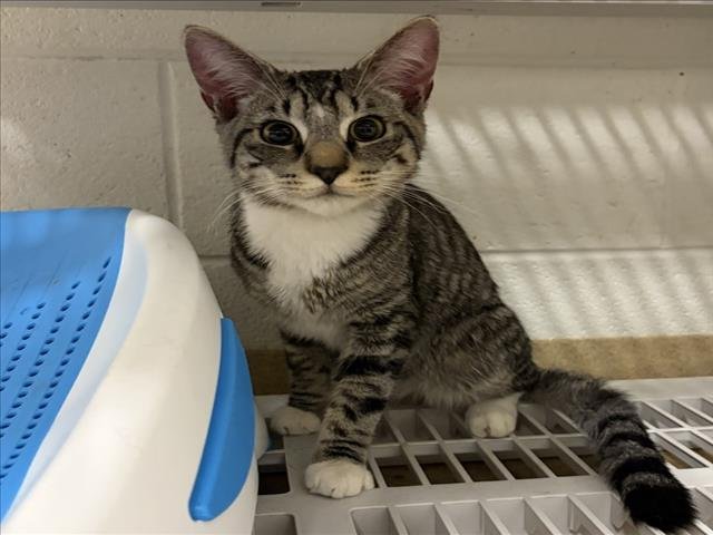 CHLOE - Domestic Short Hair available for adoption