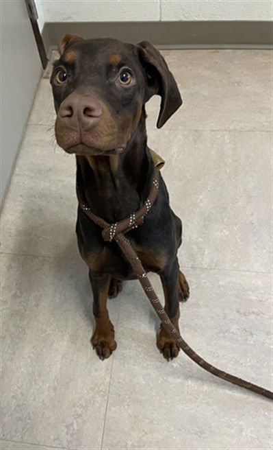 SCOOBY - Doberman Pinscher available for adoption