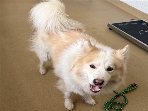 *BURRITO - Siberian Husky / Pomeranian available for adoption