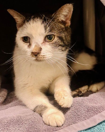 *NICOLE - Domestic Short Hair available for adoption