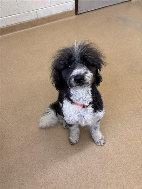*ROOSTER - Poodle (Standard) available for adoption