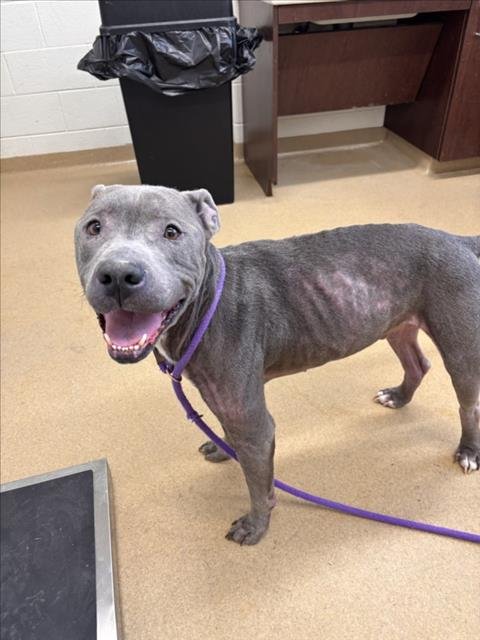 GUAPO - American Pit Bull Terrier available for adoption