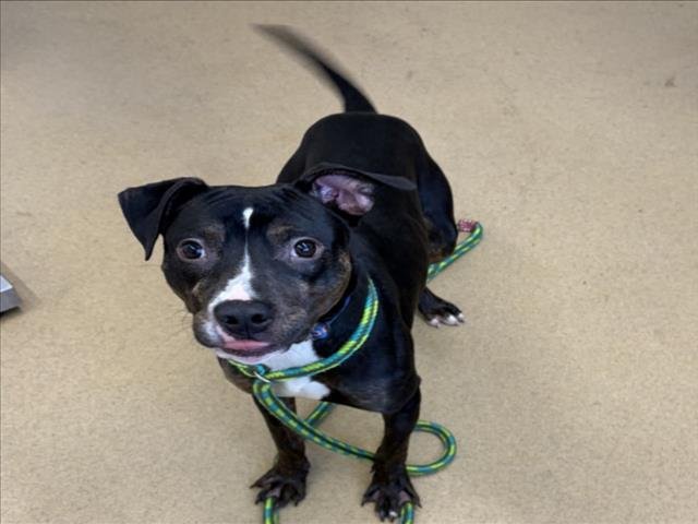 *JOHNNY BOY - Beagle available for adoption