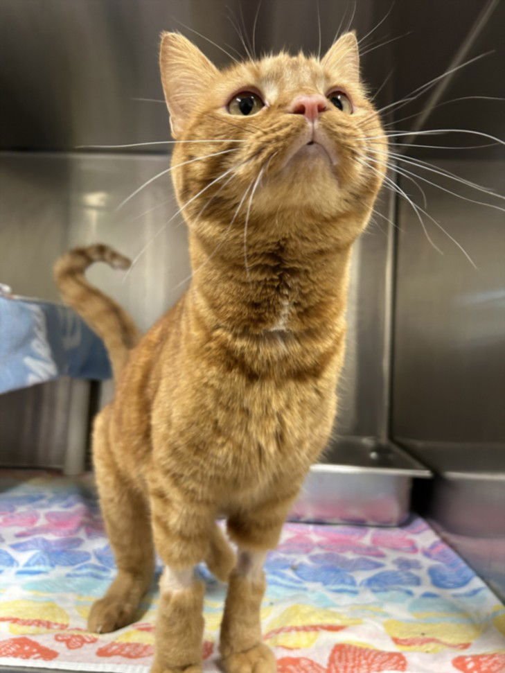 EGGHEAD - Domestic Short Hair available for adoption