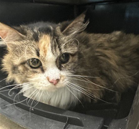 *FUZZY - Domestic Long Hair available for adoption