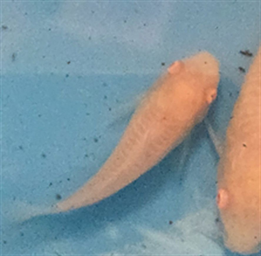 *ROOT OF GARLIC - Fish available for adoption