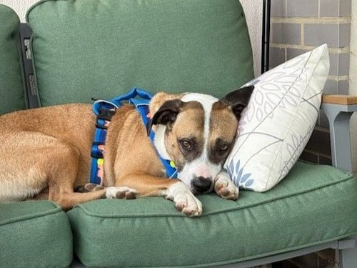 SPIKE - American Pit Bull Terrier available for adoption