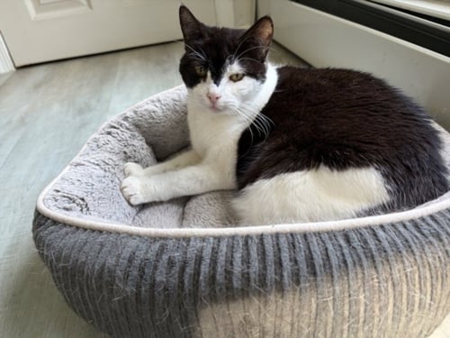 QUINN - Domestic Short Hair for adoption in Rockville