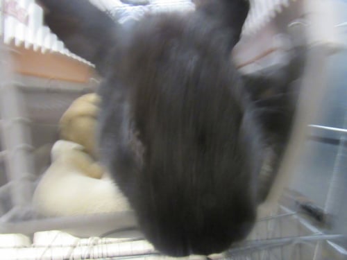 *PRINCE PHILIP - Shorthaired Rabbit available for adoption
