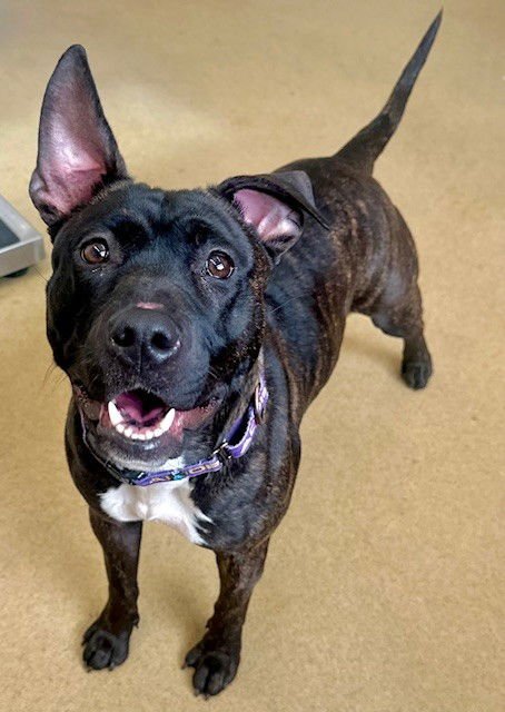 *BIRDIE - American Pit Bull Terrier available for adoption