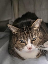 *CITY KITTY - Photo 1