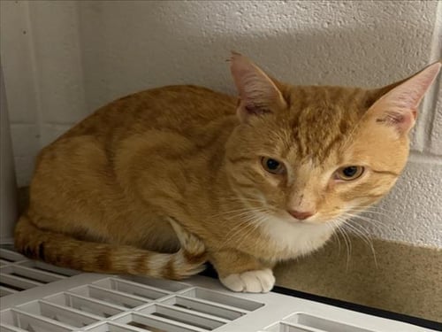 *LOUIE - Domestic Short Hair available for adoption