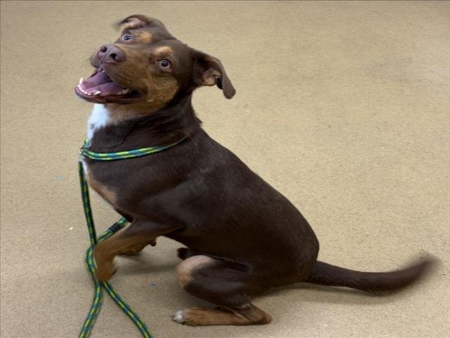 REESE - Labrador Retriever available for adoption