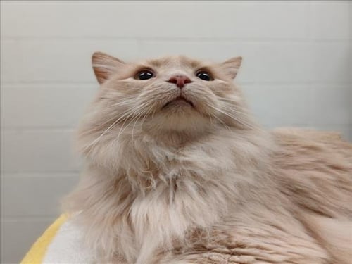 CHESTNUT - Domestic Long Hair available for adoption