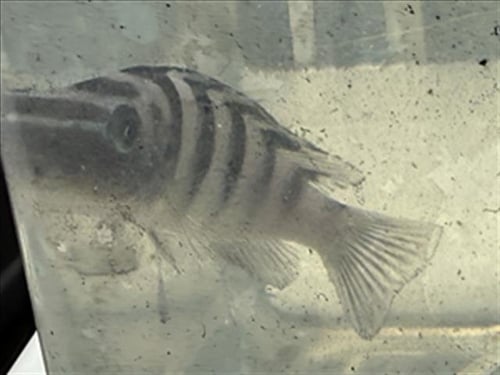 *JEFF - Fish available for adoption