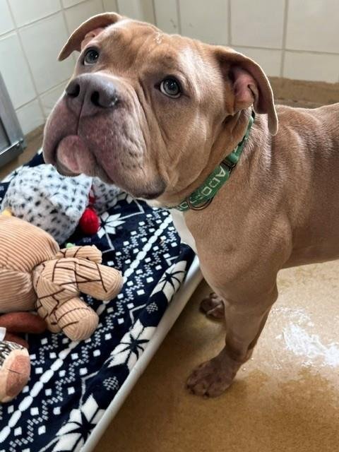 *JENGA - American Bulldog available for adoption