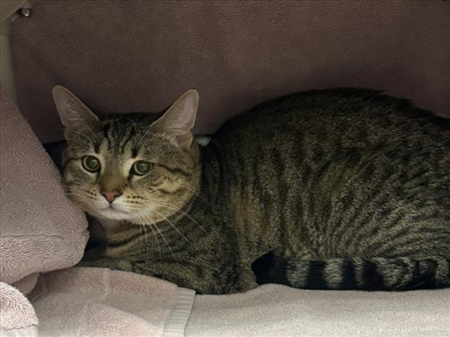 BLASS - Domestic Short Hair available for adoption