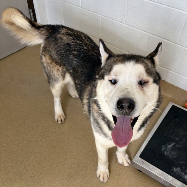 RAINBOW - Siberian Husky available for adoption