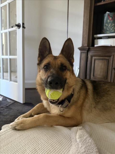 NIENIE - German Shepherd Dog available for adoption