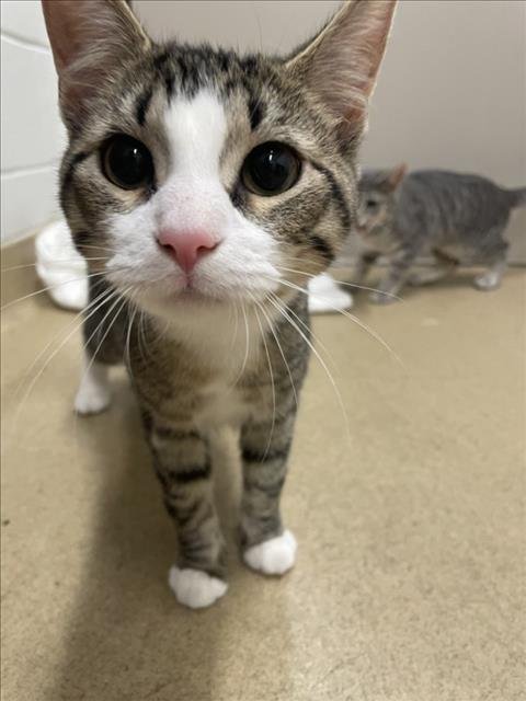 *AMAZING - Domestic Short Hair available for adoption