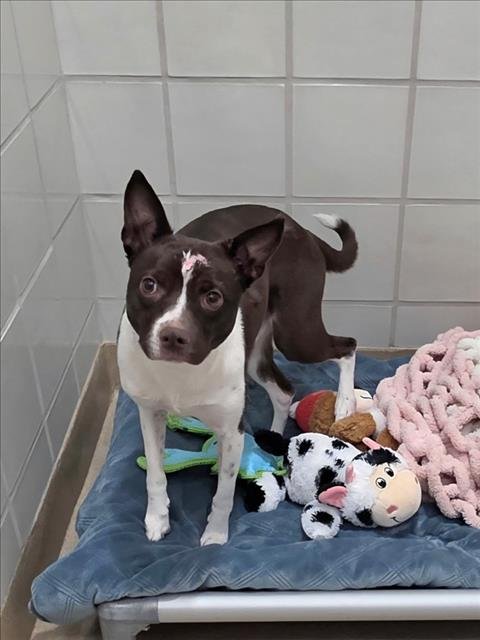 BOO - Australian Cattle Dog/Blue Heeler available for adoption