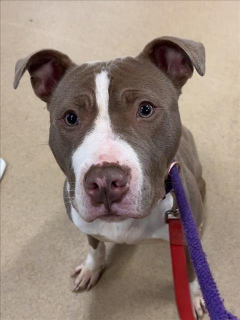 TRAVIS - American Pit Bull Terrier available for adoption