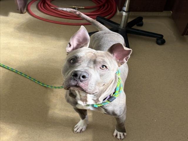 BRUCE - American Pit Bull Terrier available for adoption