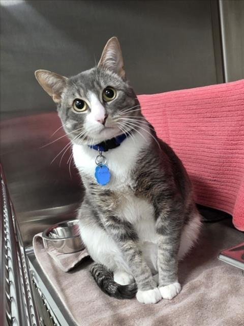 TIMON - Domestic Short Hair available for adoption