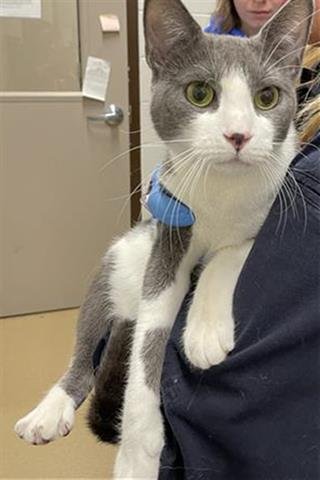 CAMILA - Domestic Short Hair available for adoption