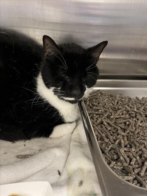 CEDE - Domestic Short Hair available for adoption