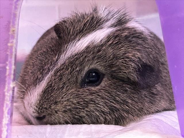 MR. ELECTRIC BLUE - Guinea Pig available for adoption