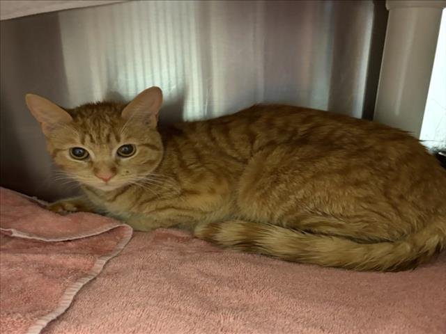 *CORA - Domestic Short Hair available for adoption