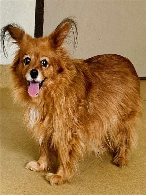 PEANUT - Papillon / Cavalier King Charles Spaniel available for adoption