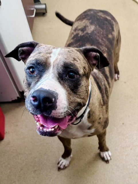 CHAMPAGNE - American Bulldog available for adoption