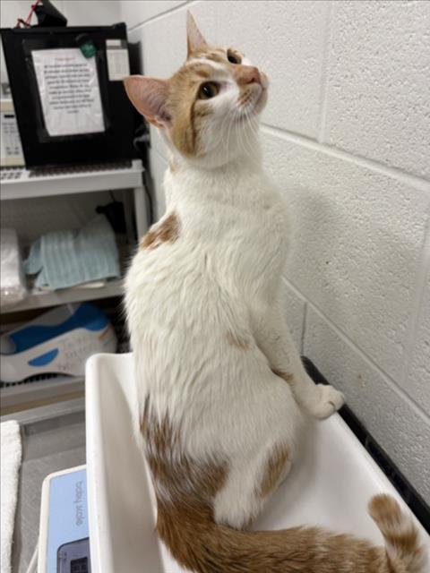 *CATDOG - Domestic Short Hair available for adoption