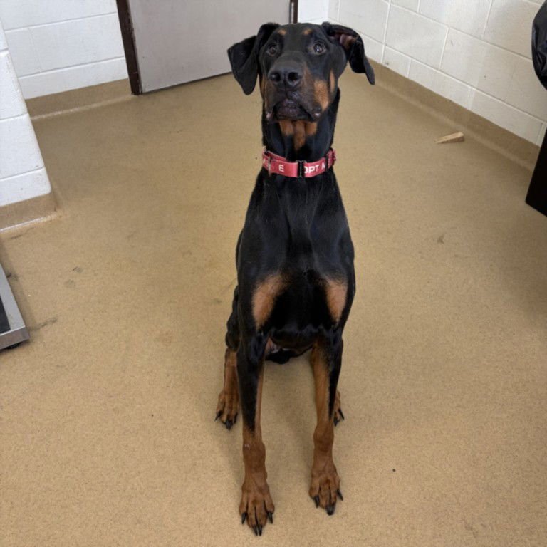 HORUS - Doberman Pinscher available for adoption