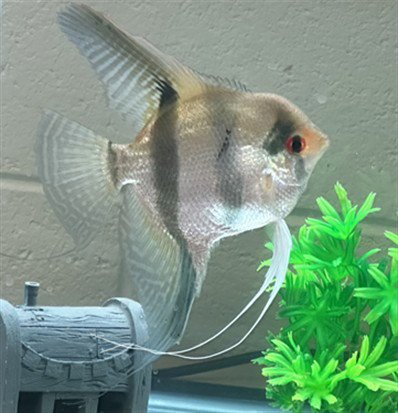 ANGEL - Fish available for adoption