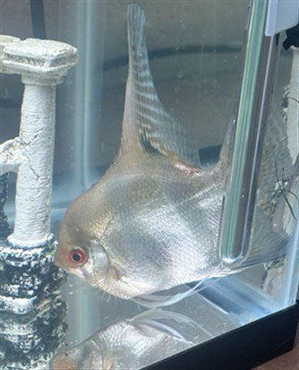 ANGEL - Fish available for adoption