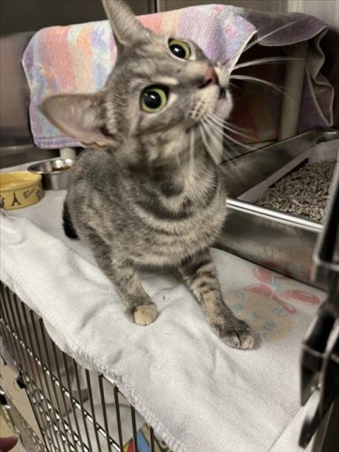 LITTLE GIRL - Domestic Short Hair for adoption in Rockville