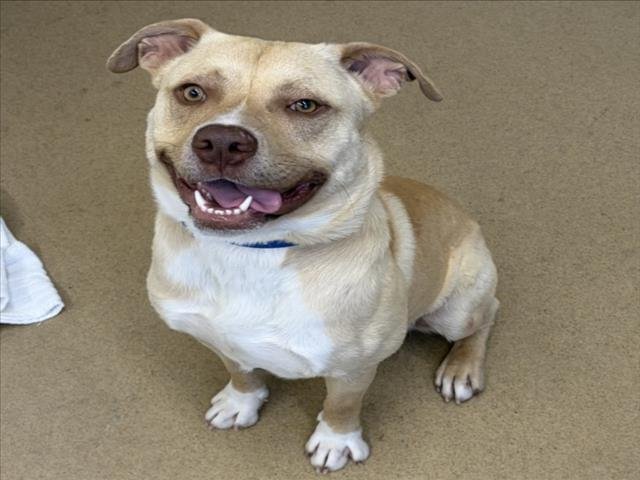 *CHEESE PIE - Labrador Retriever / German Shepherd Dog available for adoption