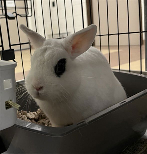 COCO BEAN - Shorthaired Rabbit available for adoption