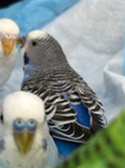 *TOUCAN-DO-IT - Parakeet - Other available for adoption