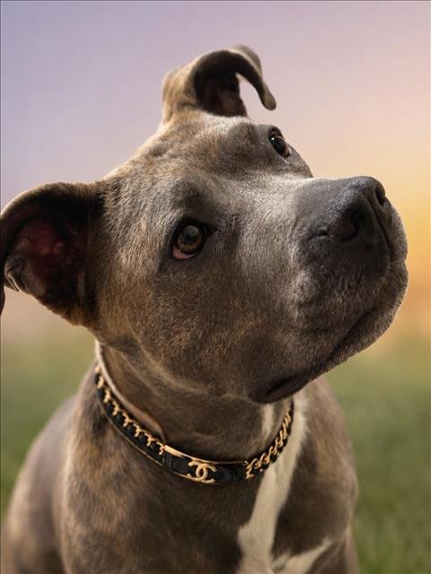 *CHANEL - American Pit Bull Terrier available for adoption