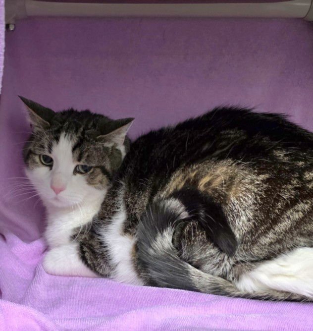 DASH - Domestic Short Hair available for adoption